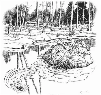 beaver-dam-coloring-page
