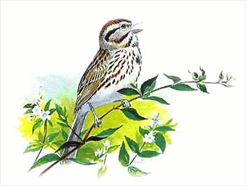 Song-Sparrow
