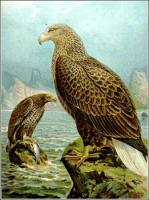 White-tailed-Eagle
