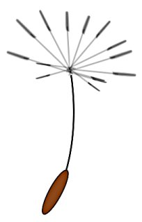 seed clipart