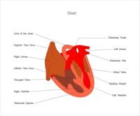 heartmedicaldiagram3