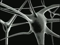 mirror-neuron