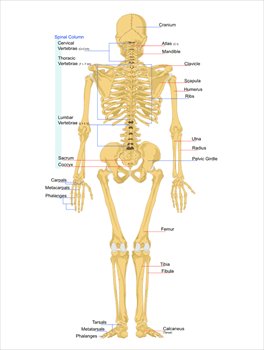 Human-skeleton-back