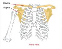 Pectoral-girdle-front-diagram
