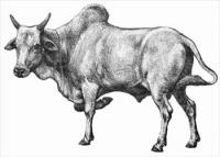 zebu