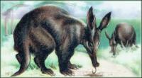 Aardvark