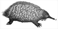 anteater-(spiney)
