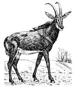 antelope-(Sable)