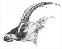 antelope