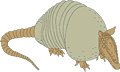 Armadillo-1