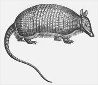 armadillo-2