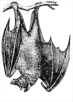 fruitbat