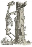 bear-skeleton