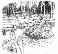 beaver-dam-coloring-page