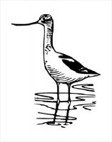 Avocet1