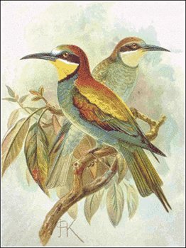 Bee-eater