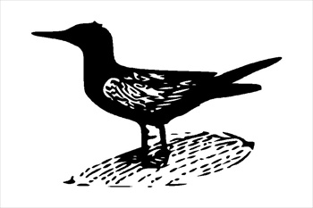 BlackTern