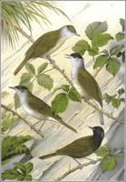 Blackcap