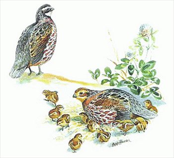 Bobwhite