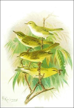 Bonellis-Warbler