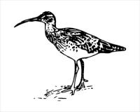 Bristle-thighedCurlew