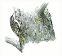 Brown-Creeper