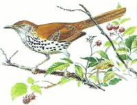 Brown-Thrasher