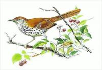 Brown-Thrasher5