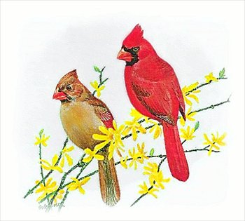 Cardinal