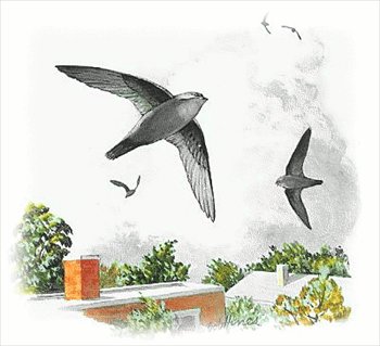 Chimney-Swift