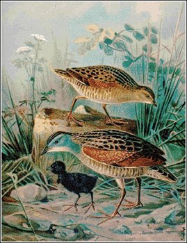 Corncrake