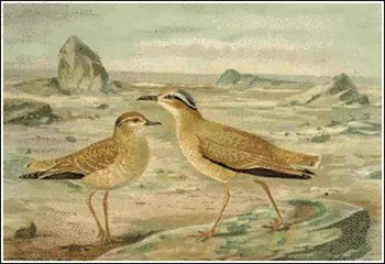 Cream-coloured-Courser