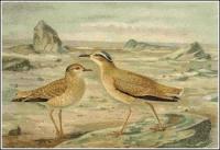 Cream-coloured-Courser