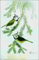 Crested-Tit