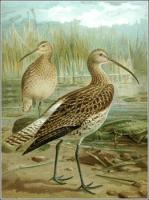 Curlew