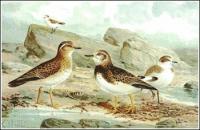 Dotterel