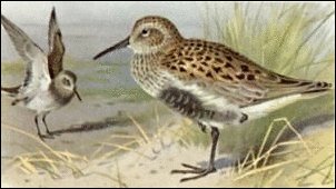 Dunlin