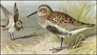 Dunlin