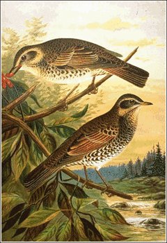 Dusky-Thrush