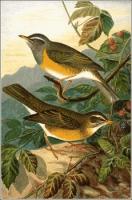 Eye-browed-Thrush