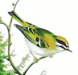 Firecrest