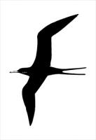 FrigateBird