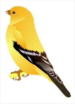 Gold-Finch