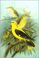 Golden-Oriole