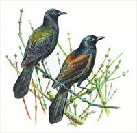 Grackle