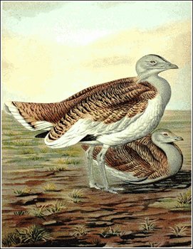 Great-Bustard