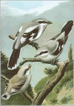 Great-Grey-Shrike