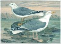 Herring-Gull