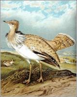 Houbara-Bustard