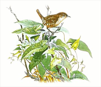 House-Wren